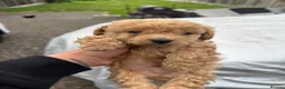 Toy Poodle dogs for sale: Beautiful Asian puppies 🐻❤️ - Advert 6