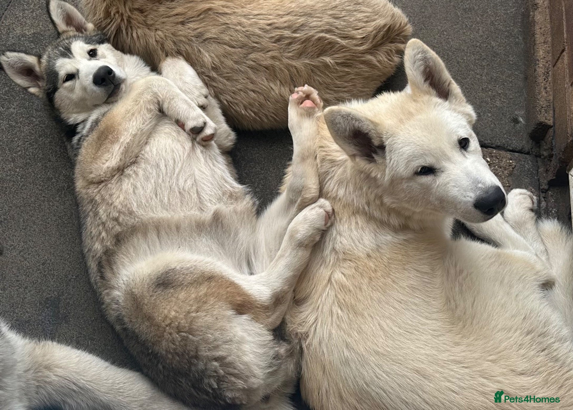 Alaskan Malamute dogs Last 2 females available  - Advert 1