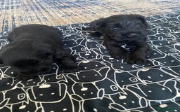Miniature Schnauzer dogs for sale: KC Registered Black Miniature Schnauzer Pups  - Image 5