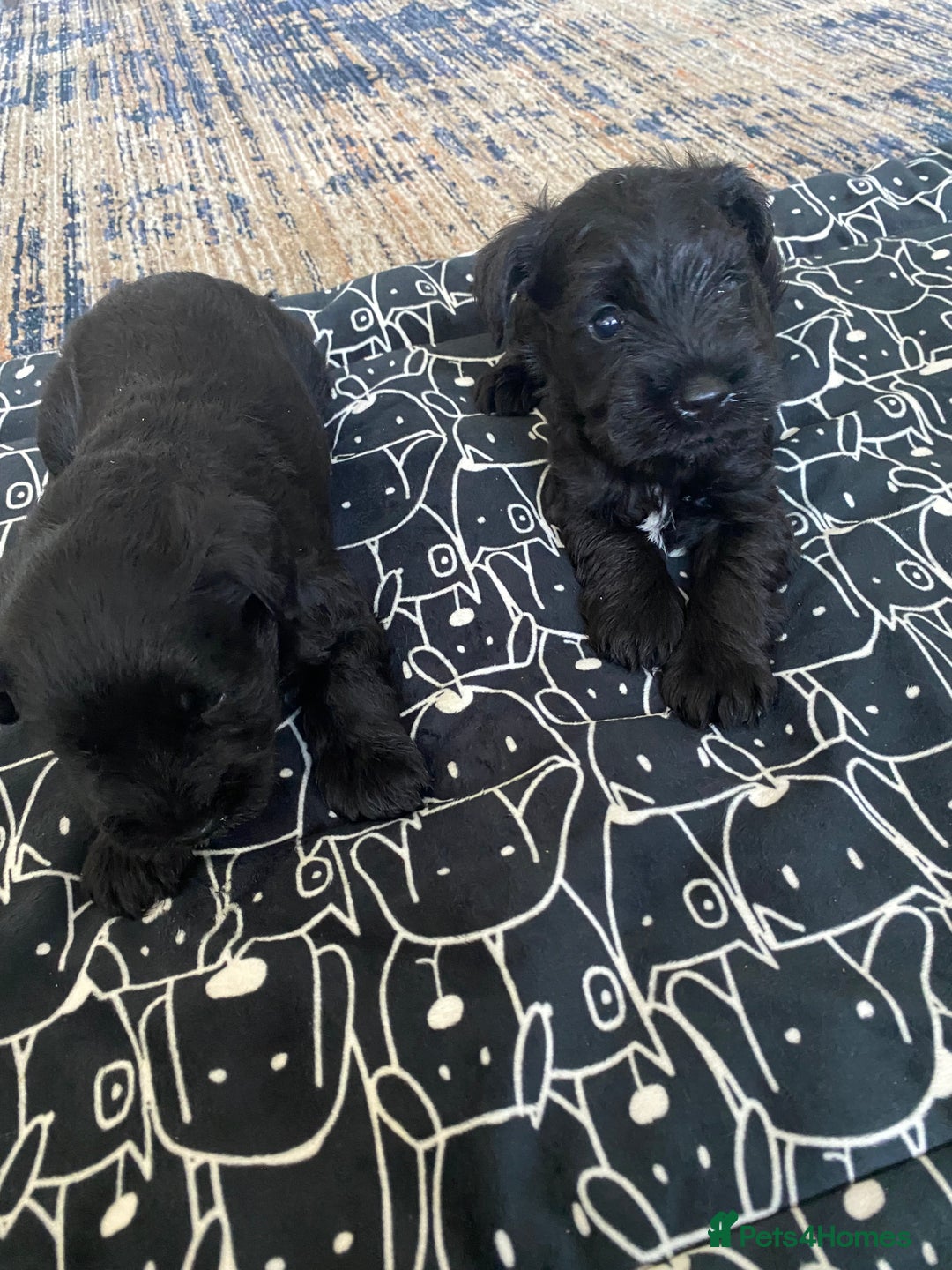Miniature Schnauzer dogs for sale: KC Registered Black Miniature Schnauzer Pups  - Image 5