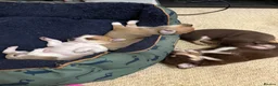 Chihuahua dogs for sale: Beautiful Purebred Chihuahua Puppies  - Advert 12