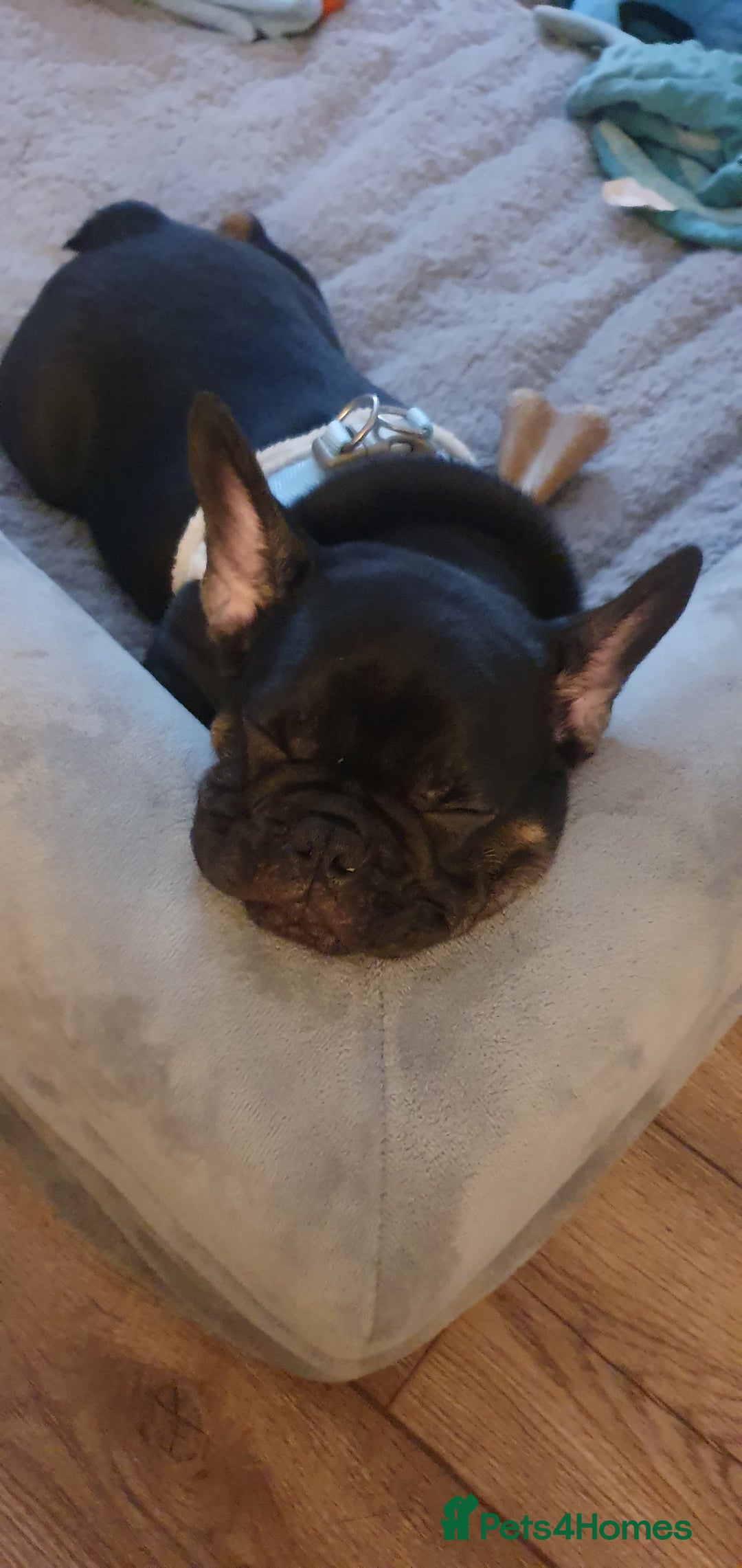French Bulldog dogs for sale: 1 Black Male French Bulldog - Advert 5