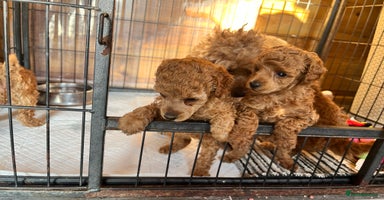 Toy Poodle dogs - Advert 2