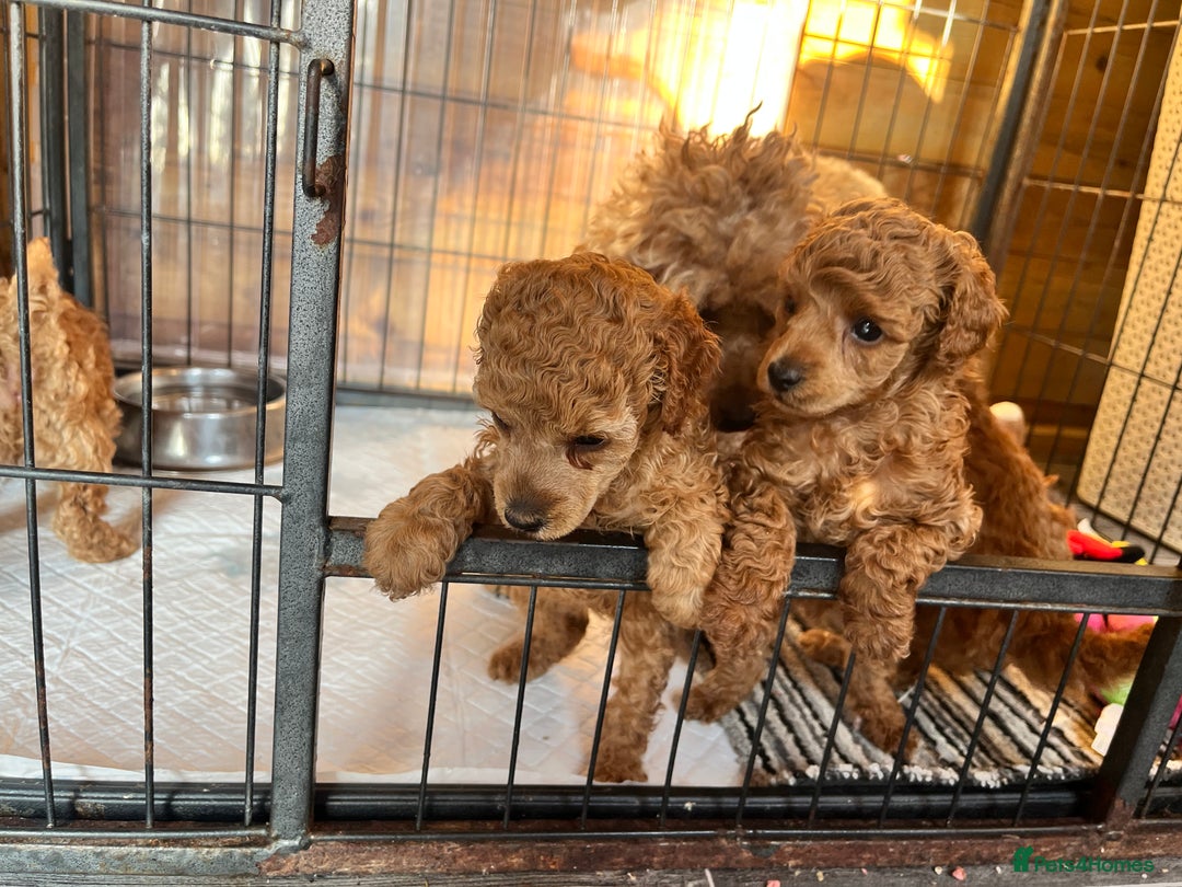 Toy Poodle dogs for sale: 🐶❤️ KC Registered Red Toy Poodle Puppies ❤️🐶 - Image 2
