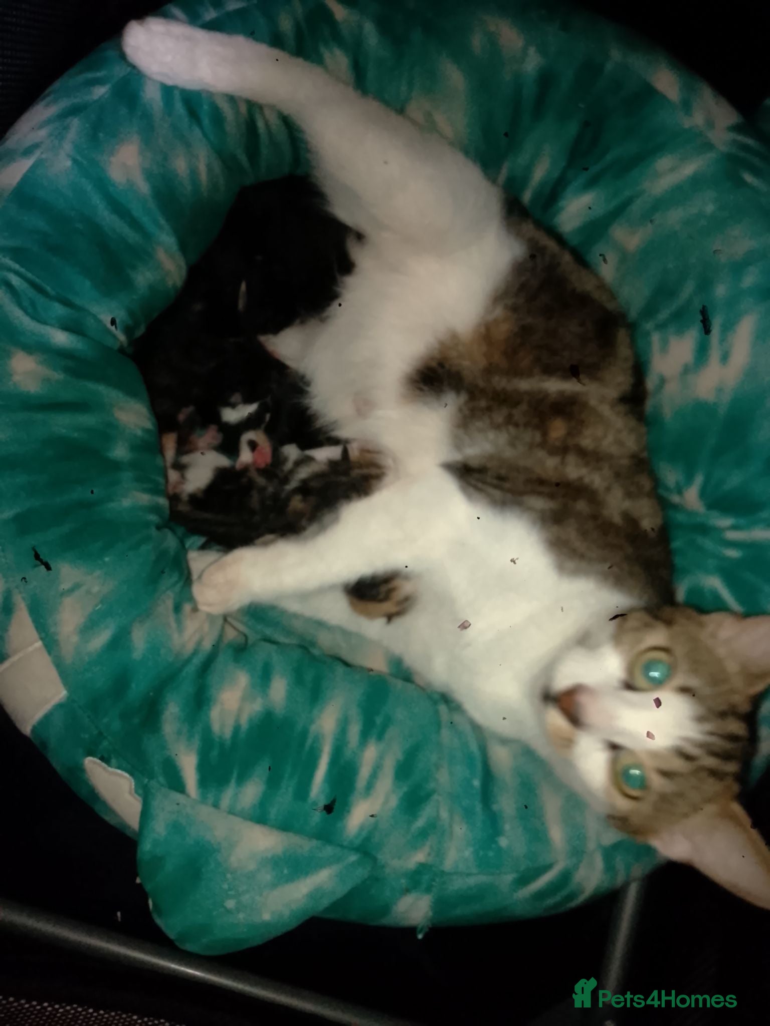 Mixed Breed cats 1 male and 1 female left - Advert 2