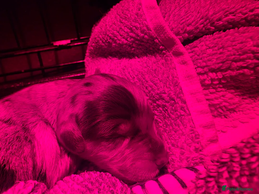 Cockapoo dogs for sale: 🍫 Meet Our Chocolate-Inspired Cockapoo Cuties 🍫 in Stoke-on-Trent - Advert 11