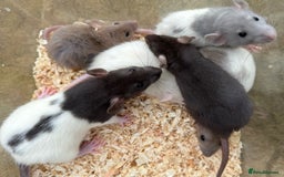 Rat rodents for sale: Young dumbo rats for sale - Image 1