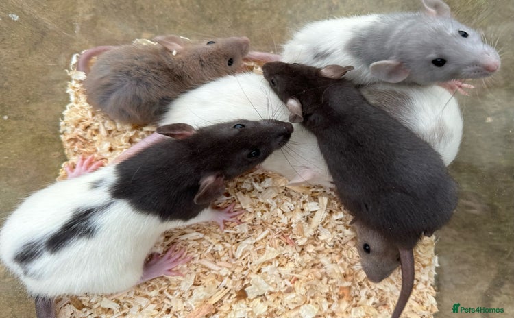 Rat rodents - Advert 3