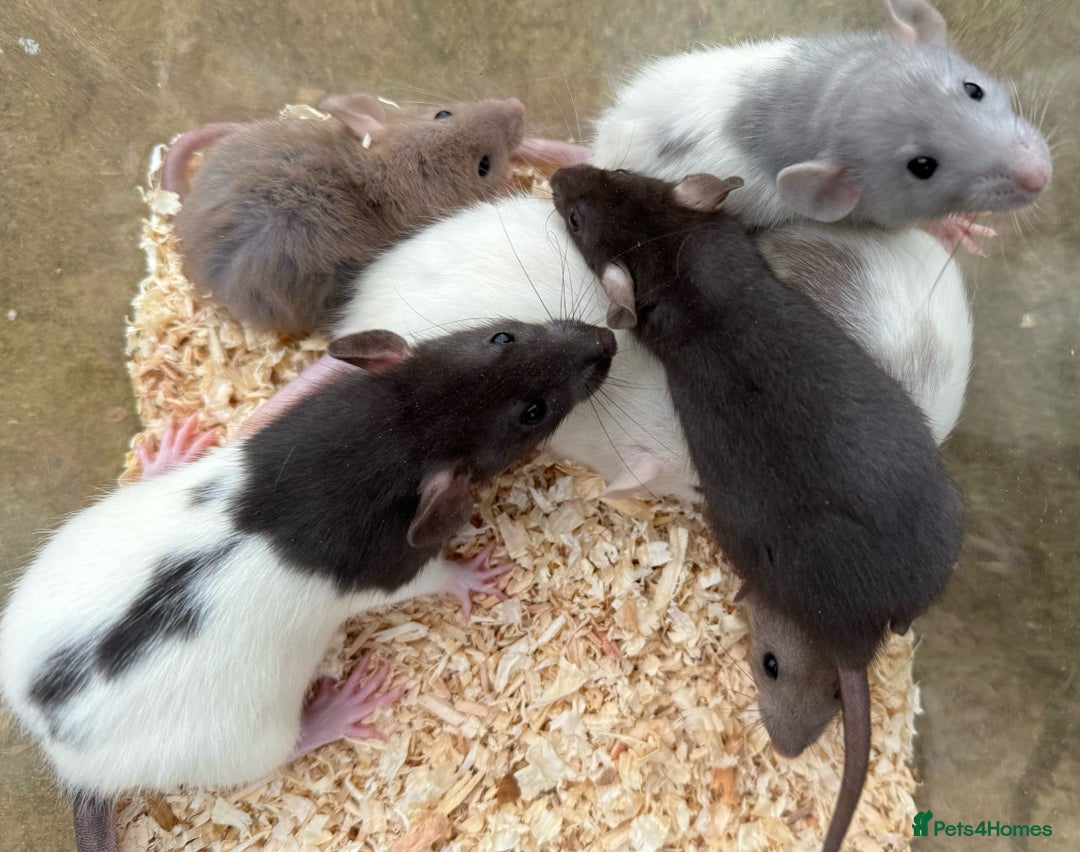 Rat rodents for sale: Young dumbo rats for sale - Image 1
