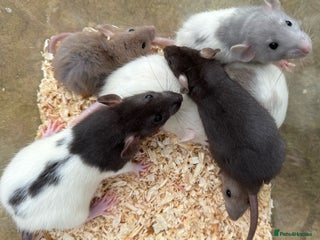 Rat rodents - Advert 4