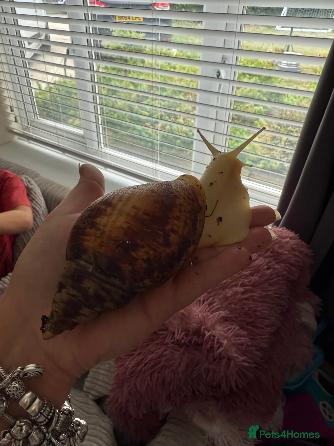 Snails invertebrates for sale: African land snails  - Advert 4