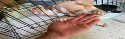 Mixed Breed dogs for sale: Family Raised Bulldog x Boxer Puppies Ready :))) in Bideford - Advert 12