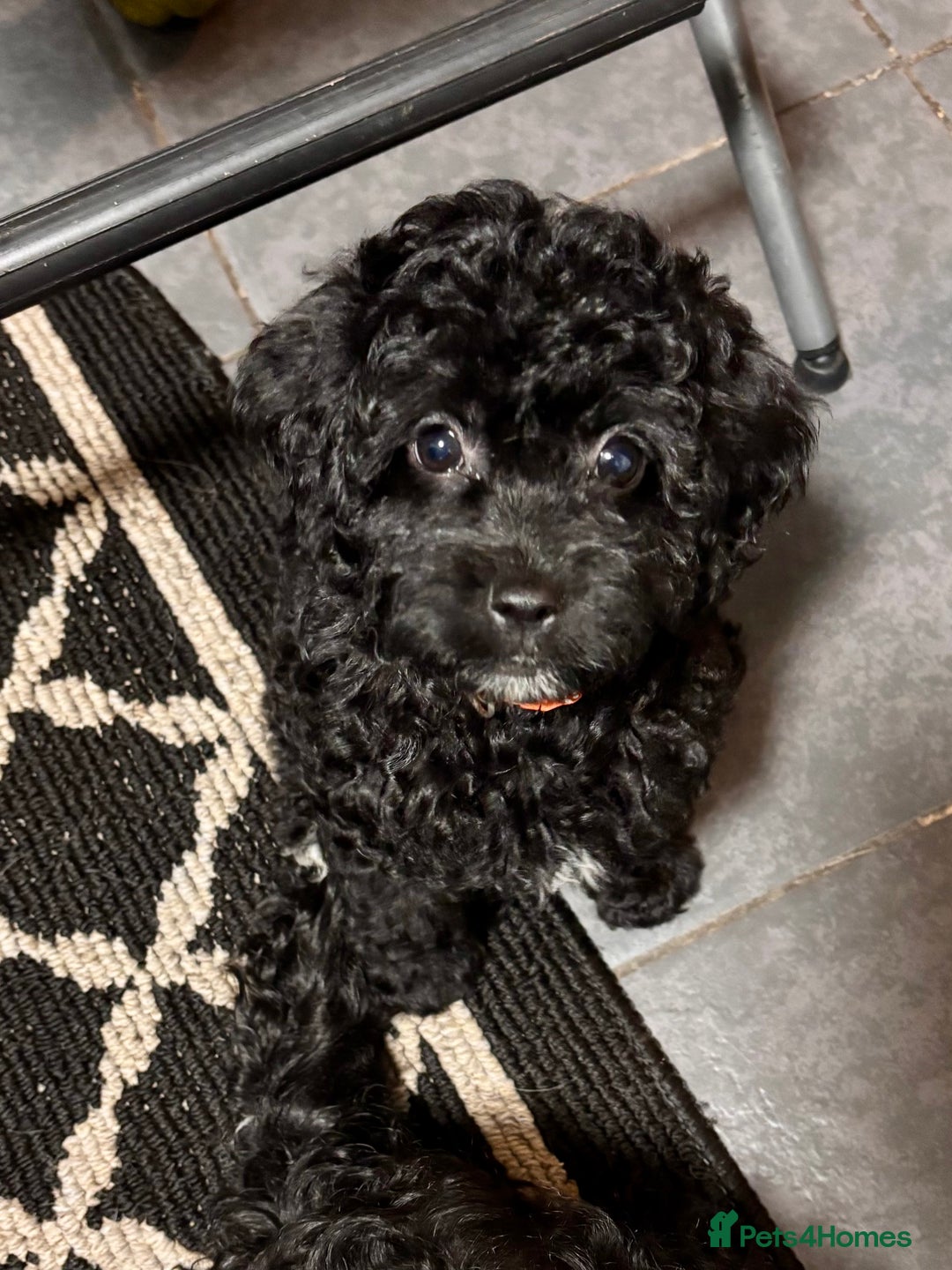 Cockapoo dogs for sale: 3 fluffy miniature cockpoo puppy’s  - Image 27