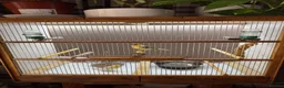 Canaries birds for sale: 2 x canaries with cage  - Advert 6
