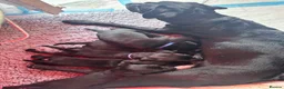 Labrador Retriever dogs for sale: *Stunning Labrador puppies* - Advert 3