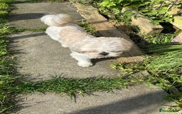 Shih Tzu dogs for sale: Shin zhu - Image 3