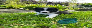 Border Collie Puppy 5