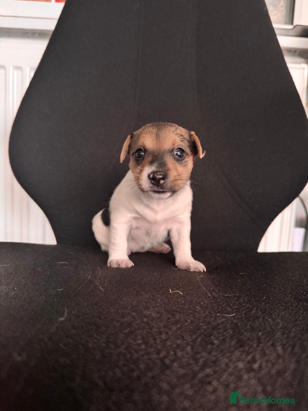 Mixed Breed dogs for sale: 7 week old Jack Russ pups  - Advert 4