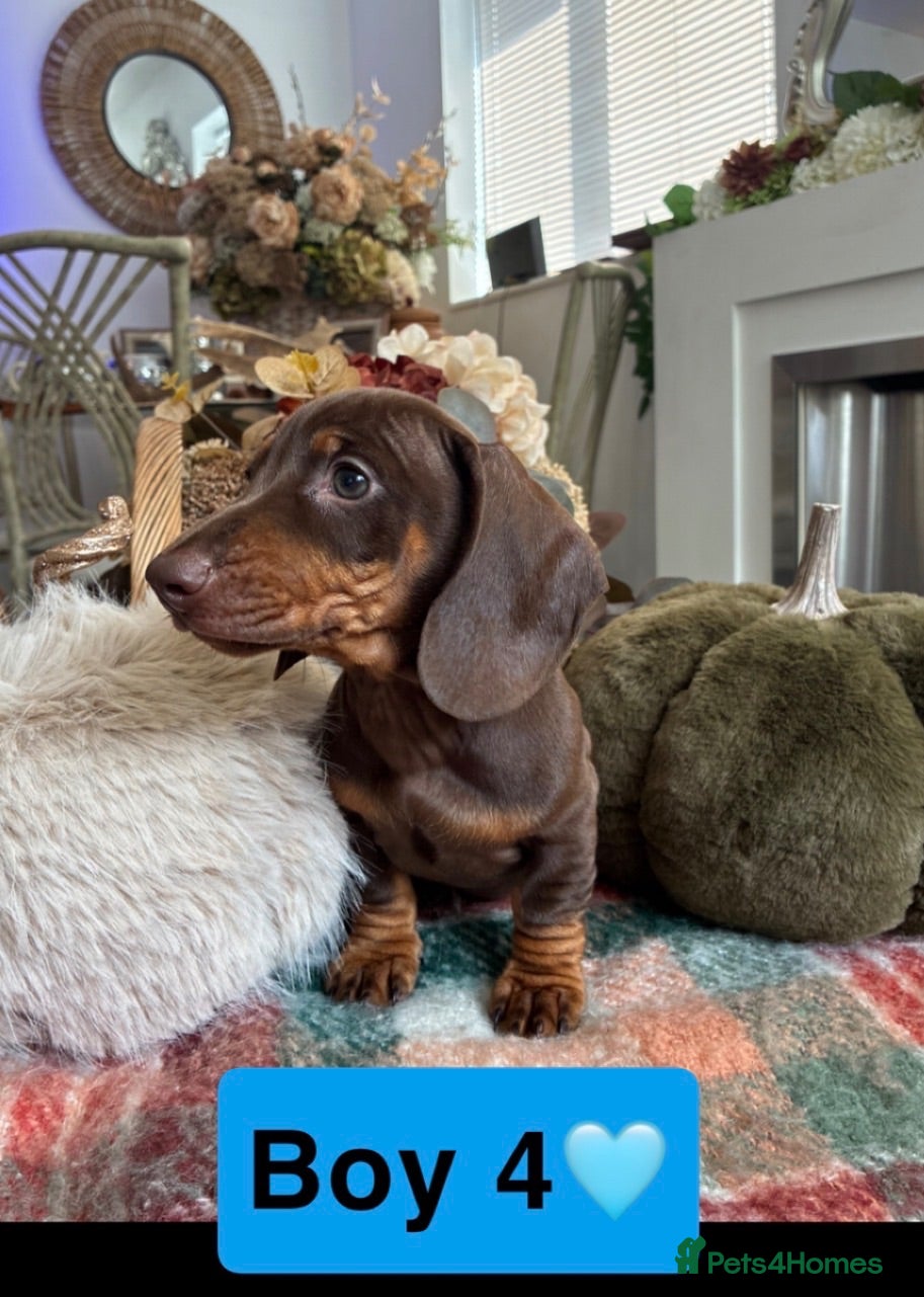 Dachshund dogs Dachshund - Advert 4