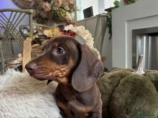 Dachshund dogs Dachshund - Advert 4