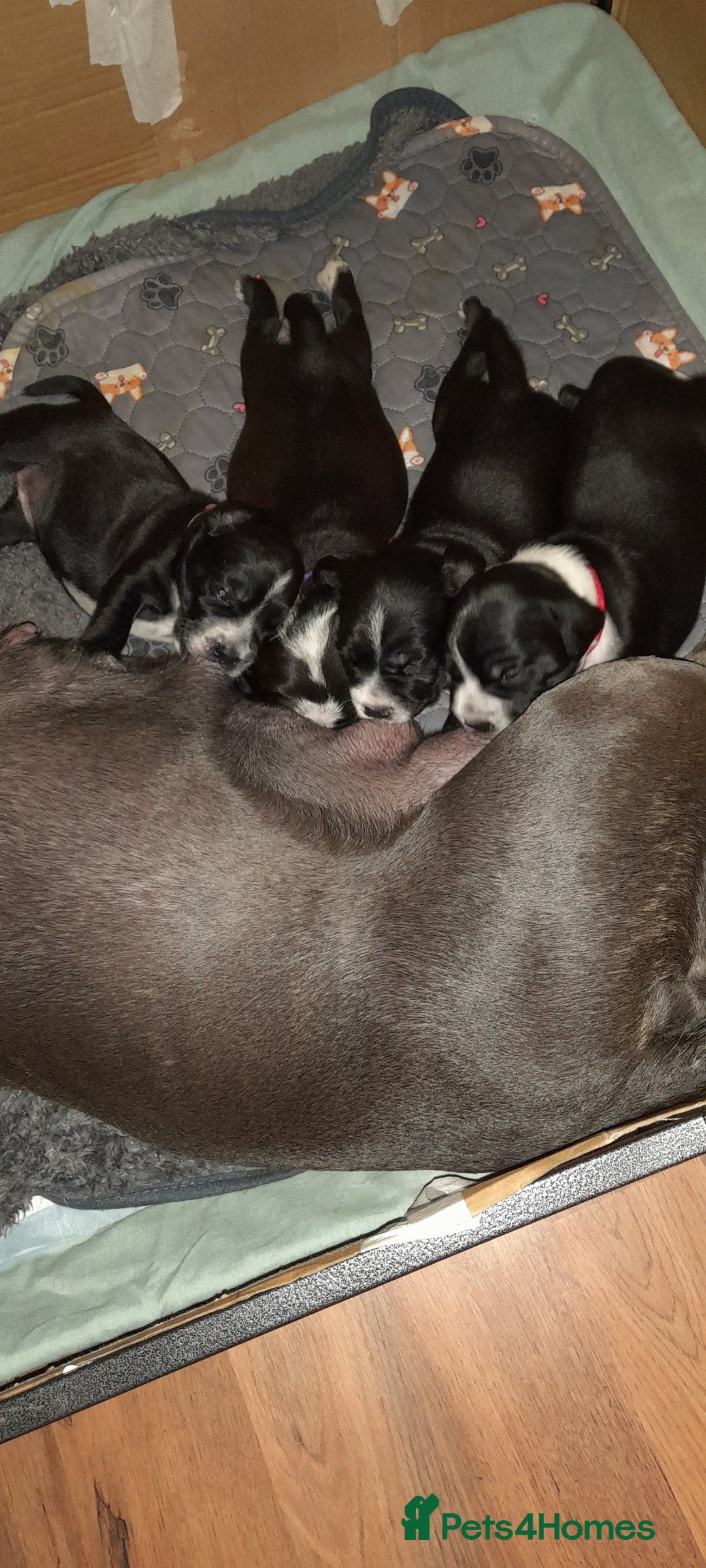Mixed Breed dogs for sale: Staffy x Cocker Spaniel  - Advert 15