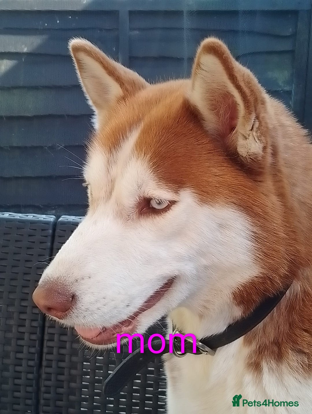 Siberian Husky dogs for sale: 2 beautiful female Siberian huskys - Image 4