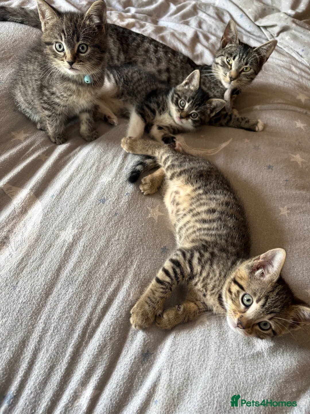 Mixed Breed cats for sale: 8 week old male kittens - Advert 5