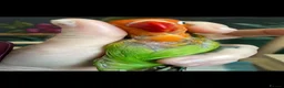 Lovebirds birds for sale: 2 x Baby LoveBirds - Advert 7