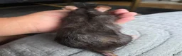 Rat rodents for sale: 4 girl rat for sale - Advert 11