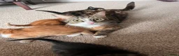Mixed Breed cats for sale: 2male, 2 female kittens - Advert 19