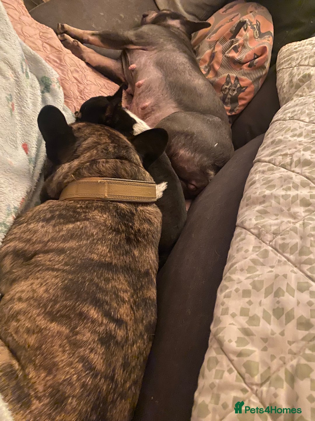 French Bulldog dogs for sale: Adorable male French bulldog puppy ready now - Advert 17