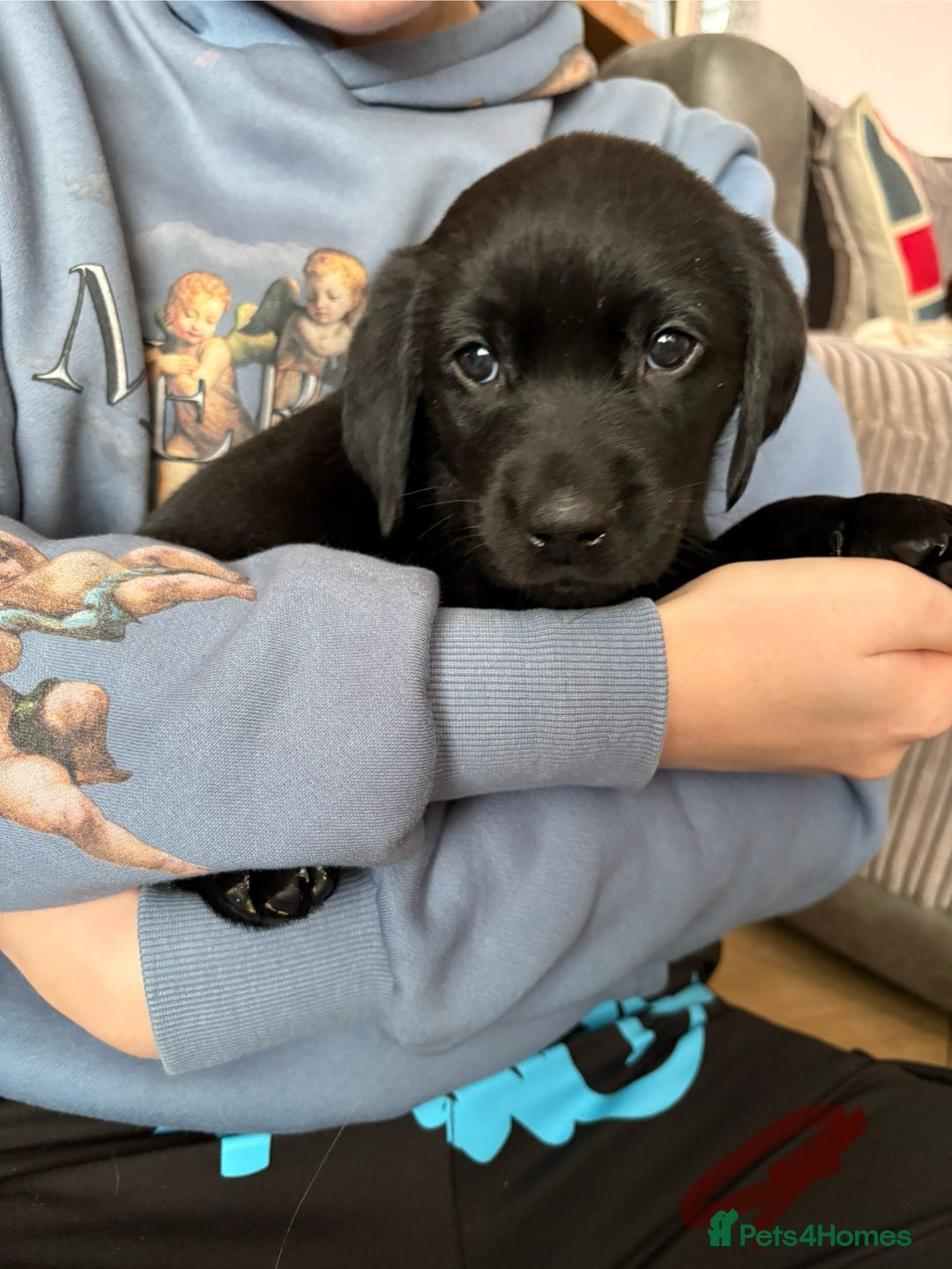 Labrador Retriever dogs for sale: Gorgeous chunky black lab pups🖤 - Advert 38