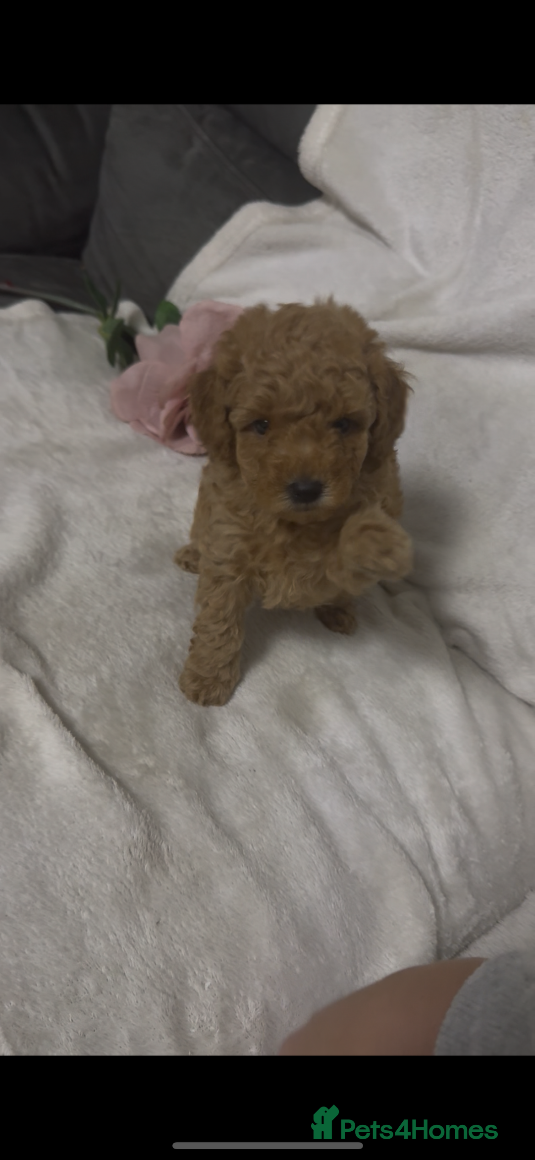 Toy Poodle dogs for sale: Stunning toy poodles  - Image 26