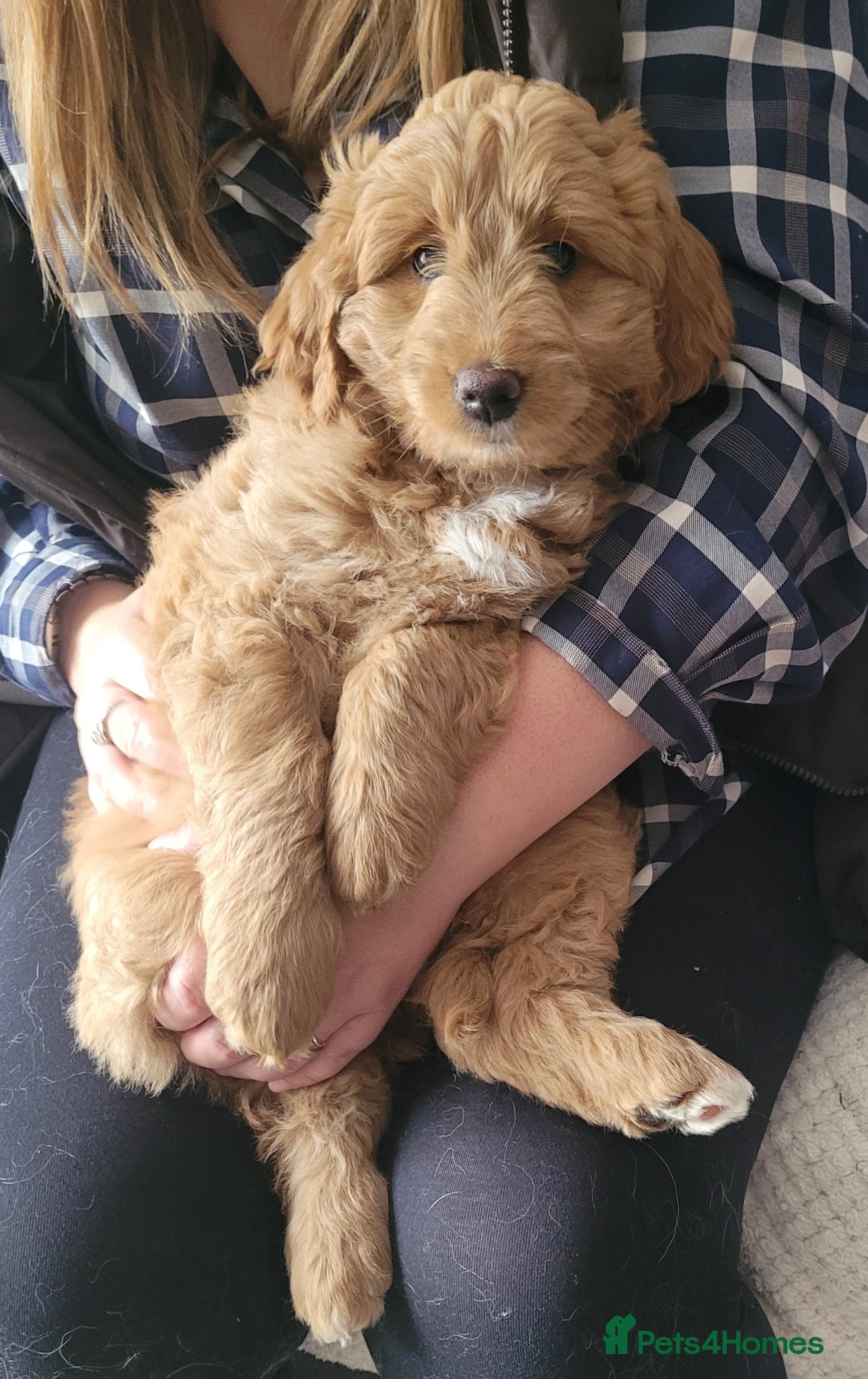 Mini Goldendoodle dogs  Goldendoodle f1 pretty girl not Mini!! Ready Now - Advert 2