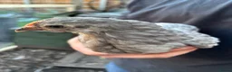 Chickens poultry for sale: Stunning pekin bantams + frizzles  - Advert 8