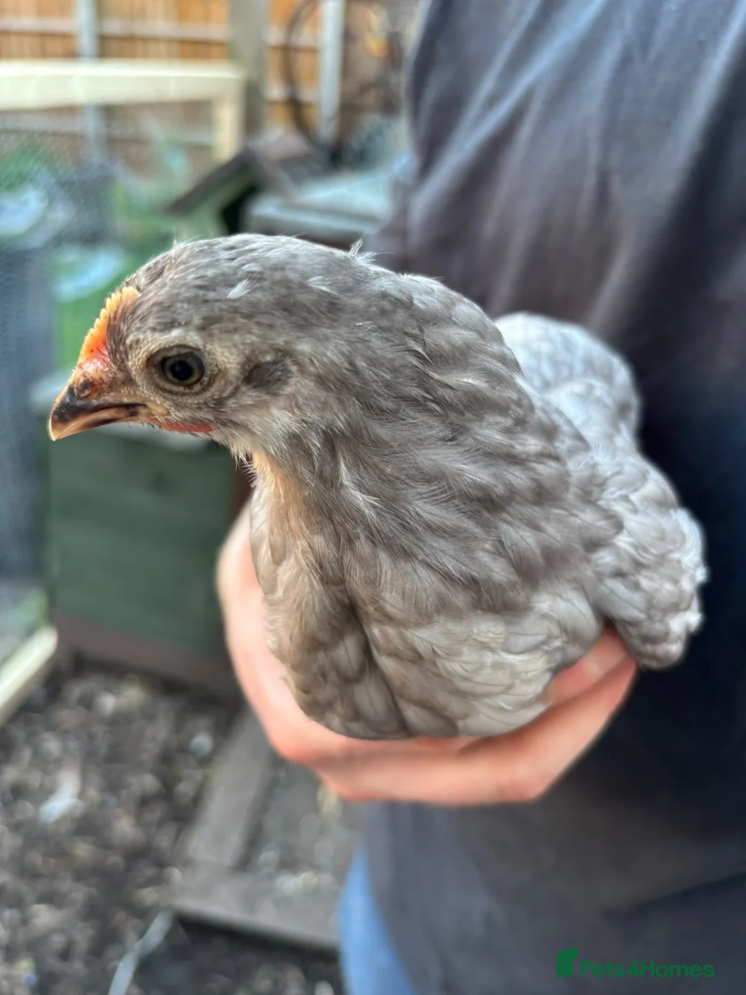 Chickens poultry for sale: Stunning pekin bantams + frizzles  - Advert 8