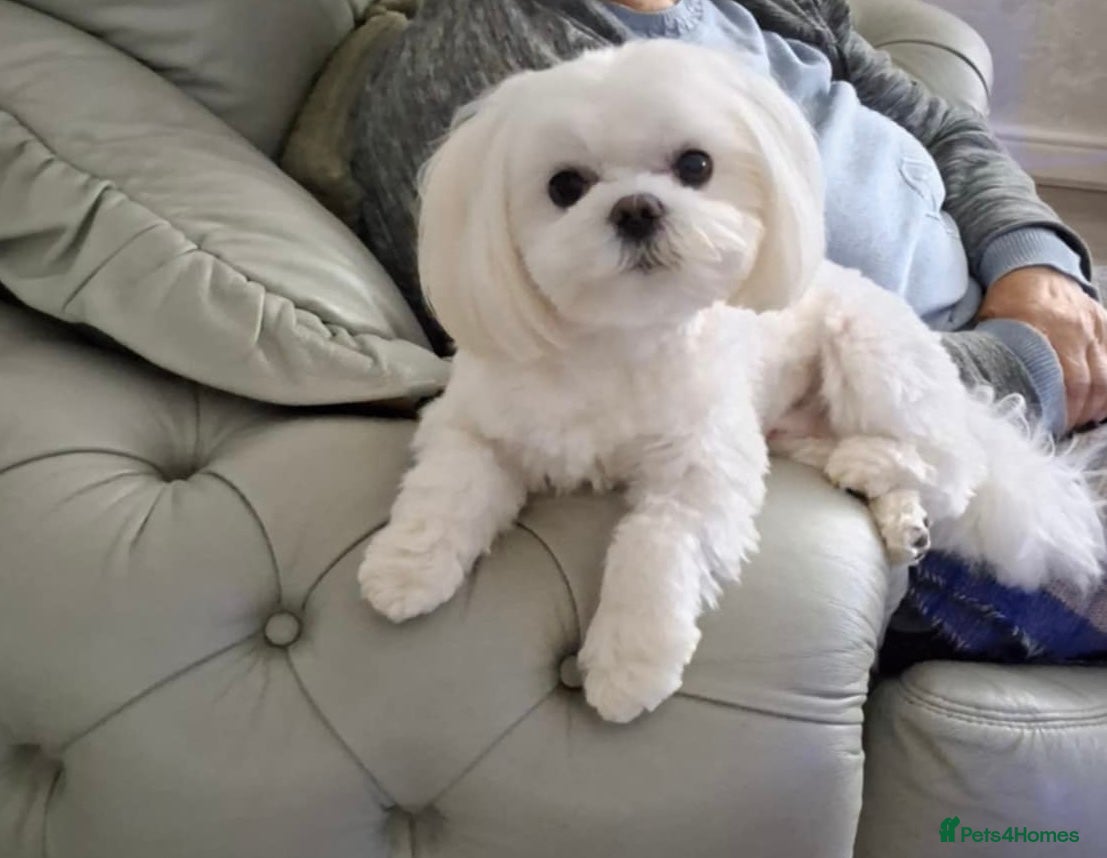 Maltese dogs Maltese for stud❗️ in Wakefield - Advert 12