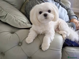 Maltese dogs in Wakefield - Advert 2