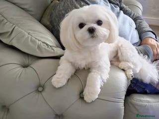 Maltese dogs Maltese for stud❗️ in Wakefield - Advert 6