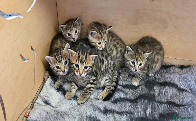 Bengal cats - Advert 4