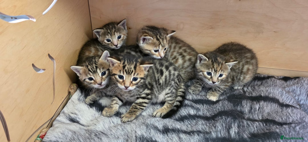 Bengal cats for sale: 5 Gorgeous Bengal/Cross kittens - Image 1