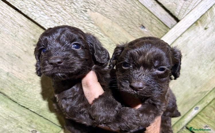 Cockapoo dogs - Advert 2