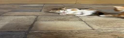 Mixed Breed cats for sale: Adorable farm kittens for sale - Advert 10