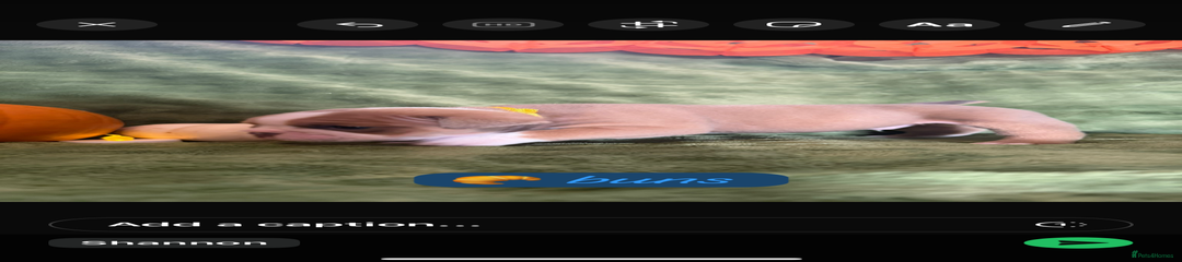 English Bulldog Puppy 2