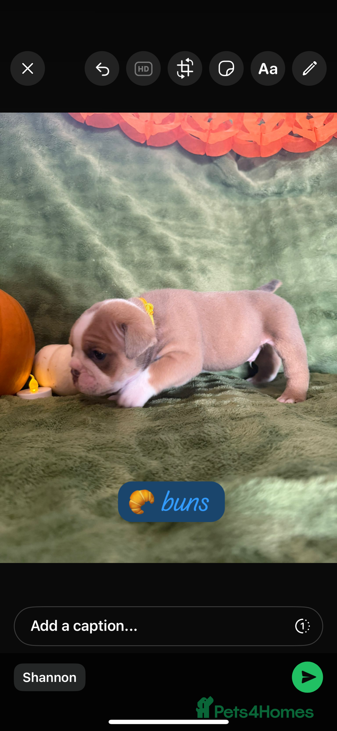 English Bulldog dogs for sale: Beautiful bulldog babies  - Image 15