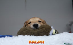 Mixed Breed dogs for sale: Parson Russell Cross Puppies  - Image 30