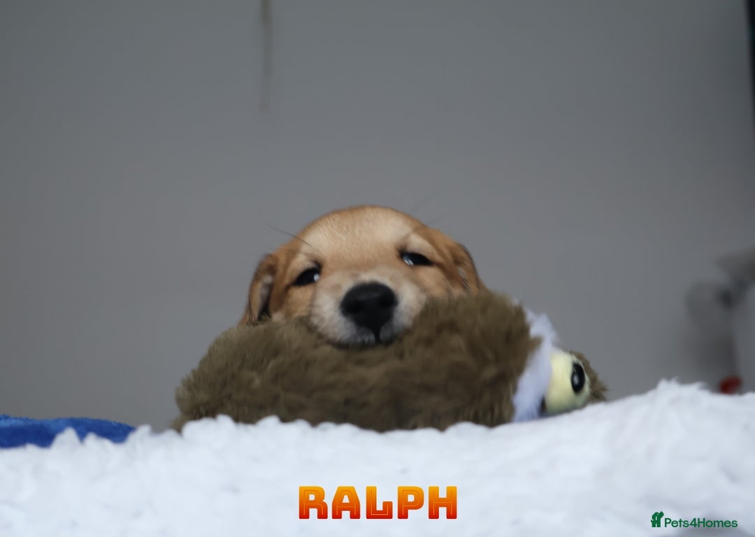 Mixed Breed dogs for sale: Parson Russell Cross Puppies  - Image 30