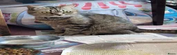 Scottish Fold cats for sale: Stunning Scottish fold straight kitten - Advert 1