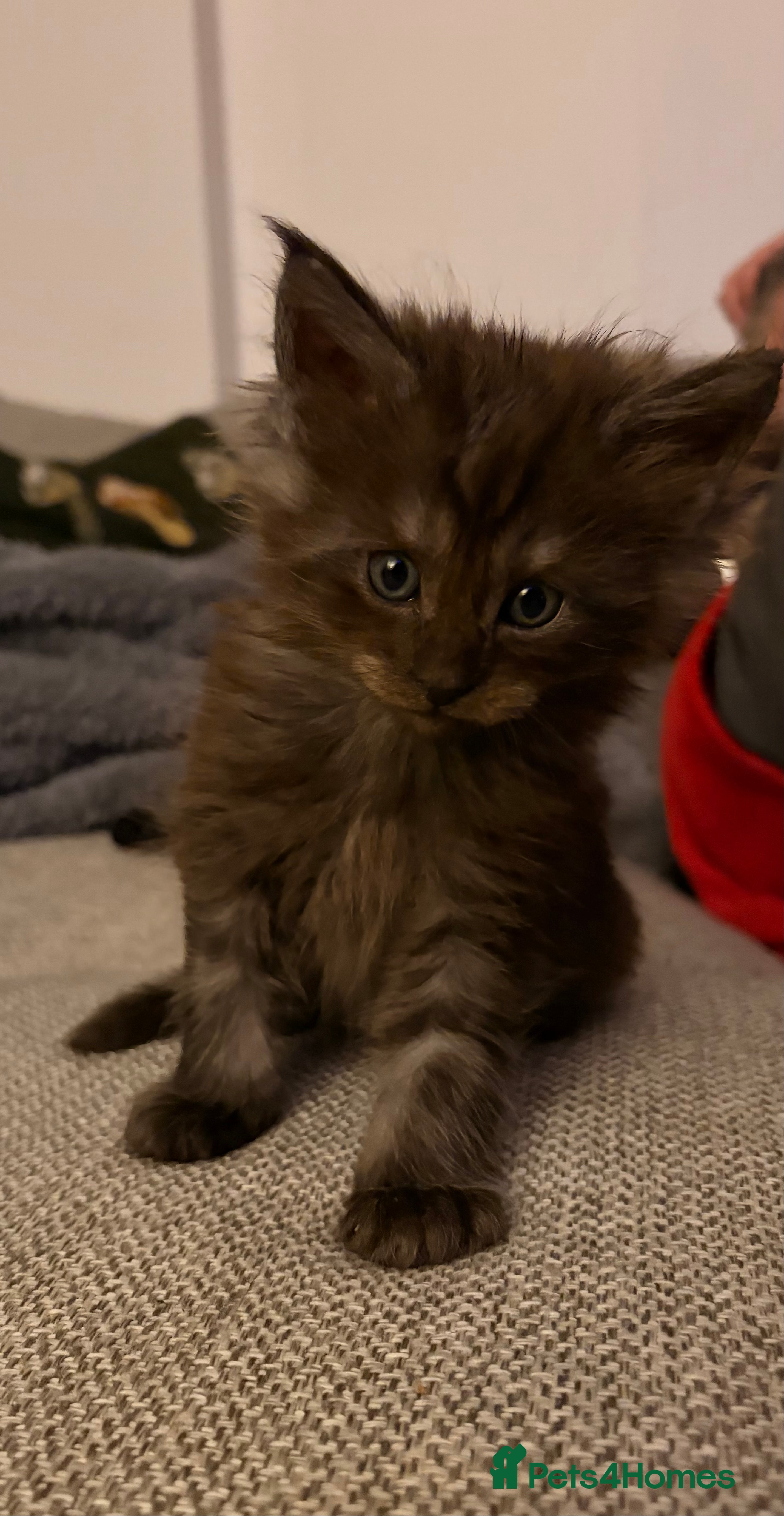 Maine Coon cats Maine coon babies 😻 - Advert 5