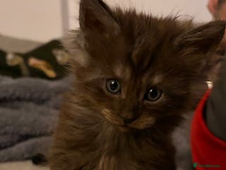 Maine Coon cats Maine coon babies 😻 - Advert 14